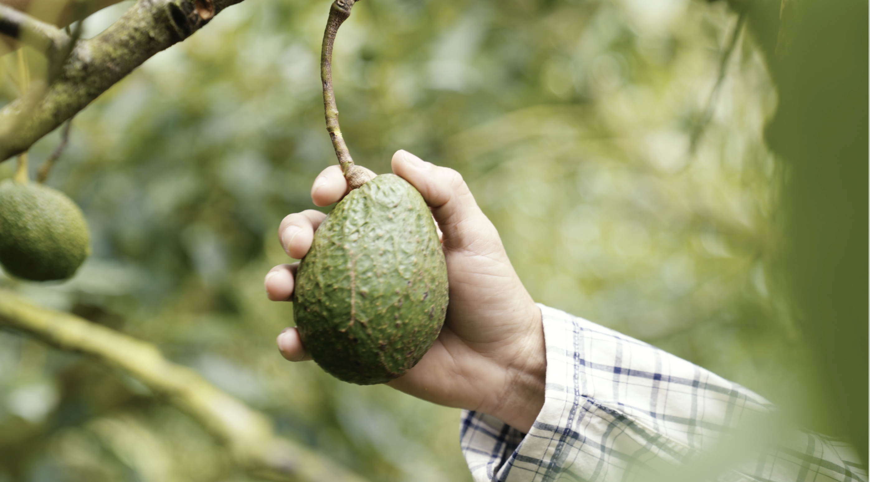 Dos cosechas 🥑Un mismo origen ☕ - Imagen 2